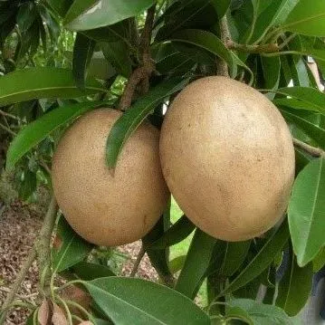 thumbnail for publication: Cost Estimates of Producing Sapodilla in South Florida, 2017